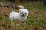 BICHON MALTAIS 151